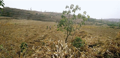 因干旱，農(nóng)田閑置尚未播種小麥