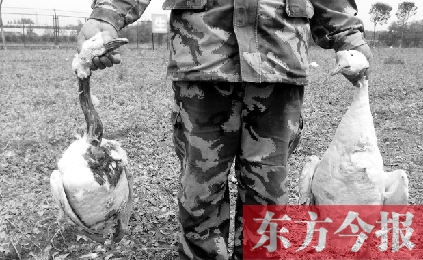 濟源一山間農(nóng)場遭襲，死傷200多只大鵝