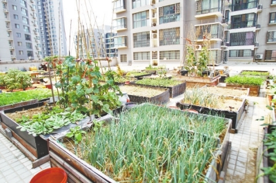  小區(qū)3層商鋪的樓頂是個大平臺，個人圍起來的“小菜園”約有50多個。