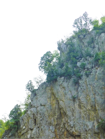 南太行山崖長的只是側(cè)柏,不是崖柏。