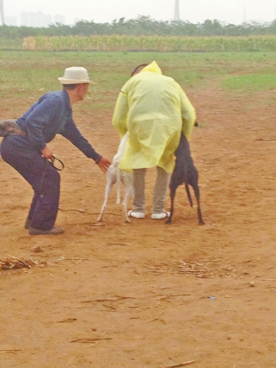 上場前，狗主人進(jìn)場撫摸自己的愛犬，給它打氣加油。
