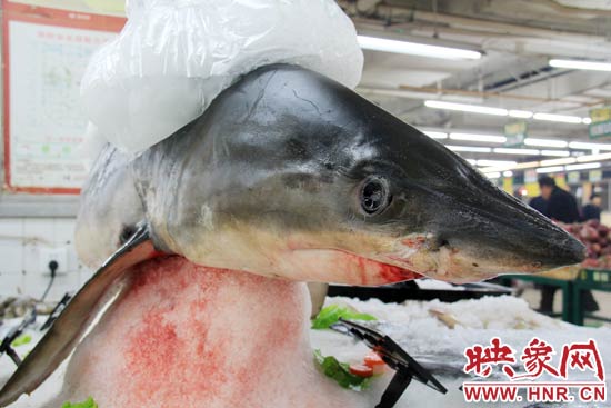 這條鯊魚長約1.5米，寬約0.5米，上身被碎冰覆蓋，保存較完整。