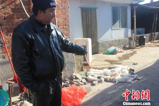 圖為家禽收購點的陳姓工作人員介紹，是這些愛狗人士的封堵讓這些兔子無辜死去?！●R義恒　攝