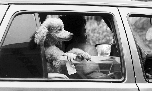 再帶著寵物出門坐出租車，可得想好了