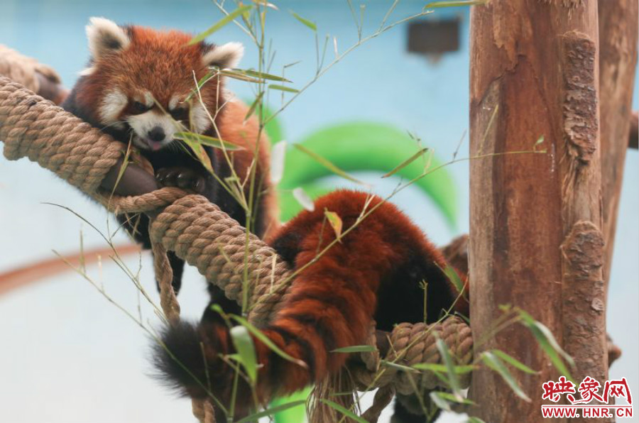 憨態(tài)可掬的小熊貓備受小朋友們的喜愛。