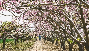 　郊外花海惹人醉。