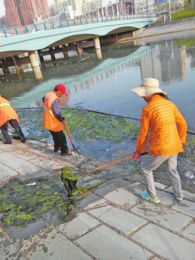 每天出動六十人次進(jìn)行打撈，也難以遏制綠藻蔓延。