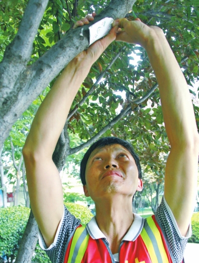 綠化人員將試管粘附在樹(shù)上 綠化人員將試管粘附在樹(shù)上