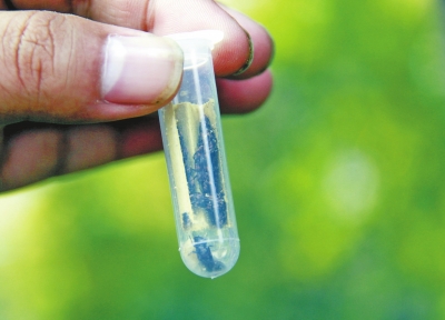 試管內(nèi)裝有害蟲(chóng)的天敵 試管內(nèi)裝有害蟲(chóng)的天敵