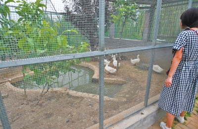 救助鳥類的大籠子里沒有鳥類，鴨子和鵝占了“鵲巢