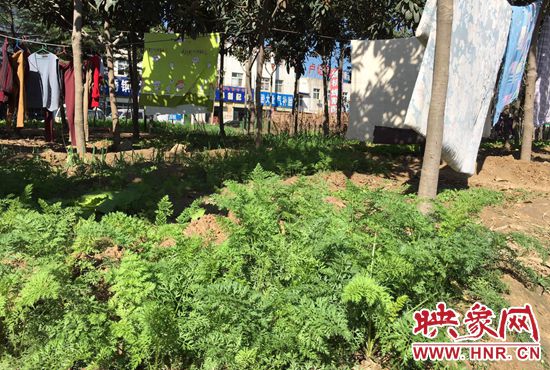 西四環(huán)中原路交叉口，大片生態(tài)廊道被毀，變成私家菜園。