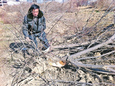 問周邊的人，都說白天沒見有人推樹，可能是夜里被鏟車推的