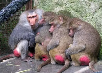 強(qiáng)冷空氣+雨 鄭州終于要下雪了！最低氣溫-6℃！