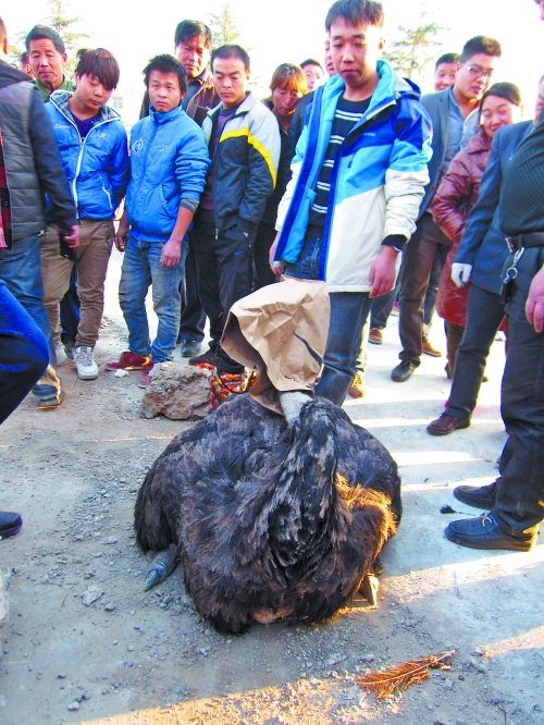 蒙上眼睛老實了 蒙上眼睛老實了