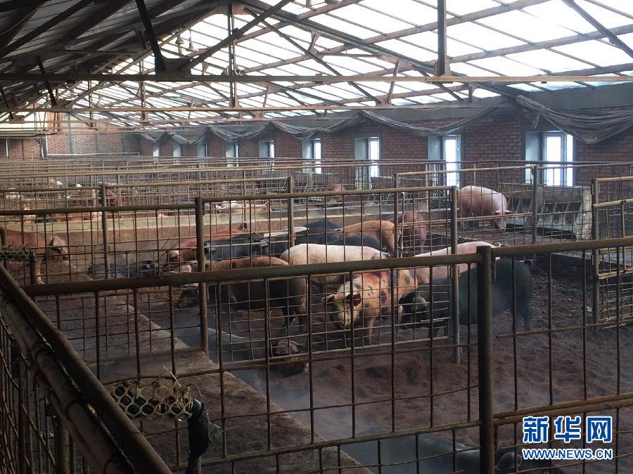 穗豐園里的豬舍（2013年12月8日攝）。新華社記者 程子龍 攝