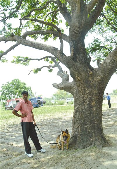 兩名少女在這棵樹上被吊死。