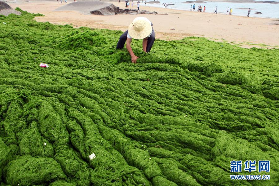 6月10日，山東日照市萬(wàn)平口景區(qū)管理部門(mén)組織工作人員在清理海灘上的滸苔。
