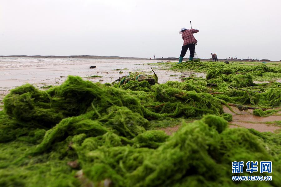 6月10日，山東日照市萬(wàn)平口景區(qū)管理部門(mén)組織工作人員在清理海灘上的滸苔。