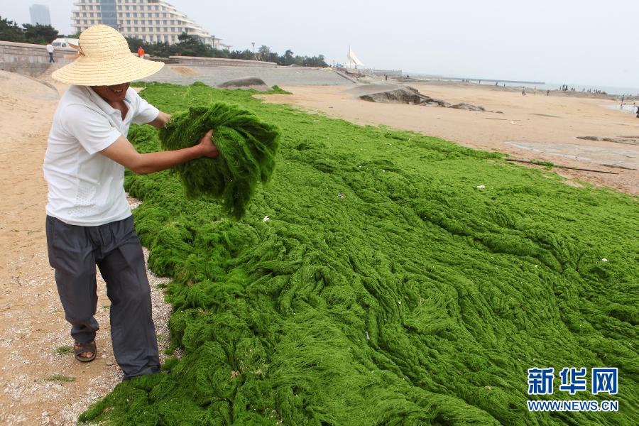 6月10日，山東日照市萬(wàn)平口景區(qū)管理部門(mén)組織工作人員在清理海灘上的滸苔。