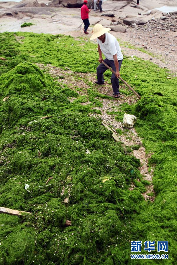 6月10日，山東日照市萬(wàn)平口景區(qū)管理部門(mén)組織工作人員在清理海灘上的滸苔。