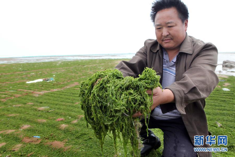 6月10日，在江蘇省連云港市贛榆縣海州灣旅游度假區(qū)，一名漁民在展示清理的滸苔。