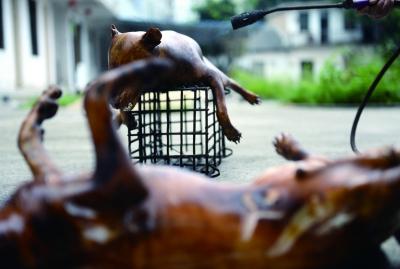 今天上午，玉林很多餐館為即將到來的狗肉節(jié)備貨，圖為餐館后廚正在加工狗肉 記者 劉暢 攝