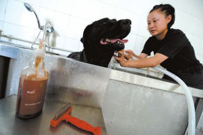 天熱時(shí),搜油犬會(huì)天天洗澡。