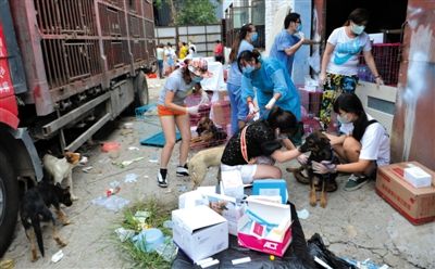 昨日下午,志愿者對攔截下來的狗逐一檢查,分類進行管理。