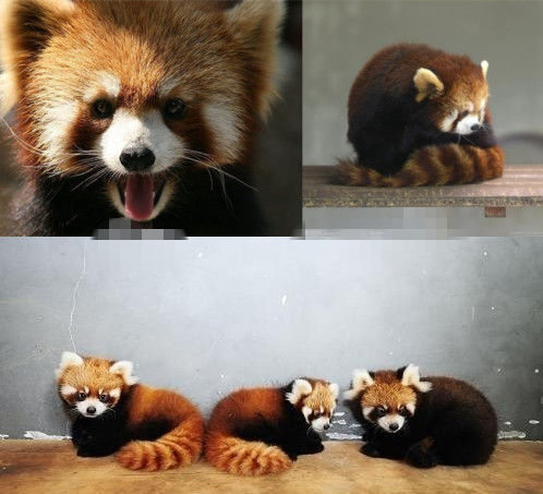 網(wǎng)友猜測三只小浣熊寓意歐弟老婆懷孕。