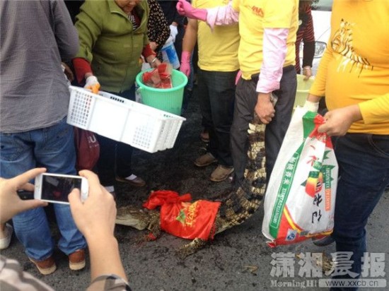 鱷魚(yú)被車(chē)主抓到。