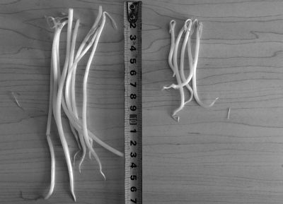 “黑作坊”制售的豆芽（左）和超市銷售的豆芽（右）長(zhǎng)度形成鮮明對(duì)比。