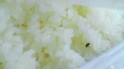 陸先生在高鐵上購(gòu)買(mǎi)的“梅菜扣肉套餐”盒飯。盒飯中的米飯上有芝麻狀的黑色小蟲(chóng)。