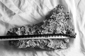 1月30日，新疆青河縣牧民別熱克·薩吾特意外撿到重7.85公斤左右的一塊狗頭黃金