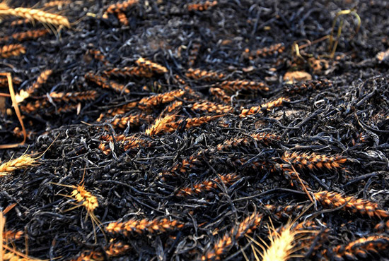 火被撲滅后的麥田。