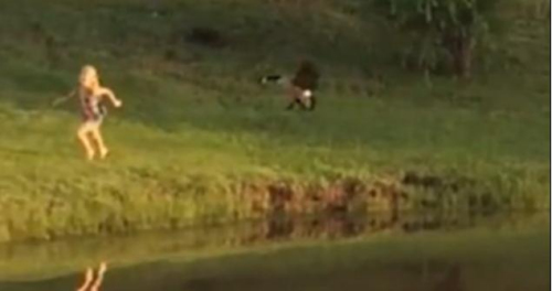 圖二：小女孩遭鵝襲擊向父親求救，但他不但沒有伸出援手，反而狂笑不止。