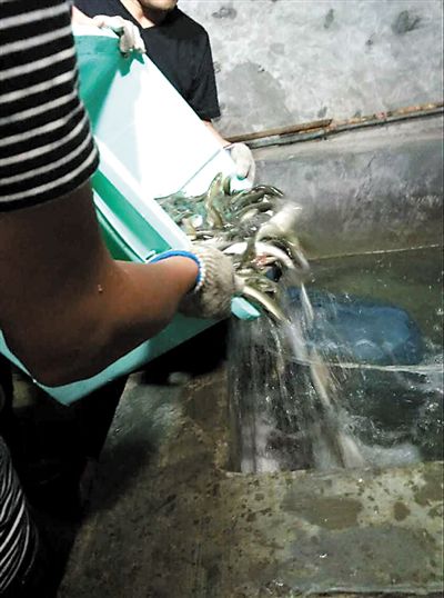 主人將撈上來的魚放進魚池。