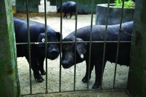 觀測(cè)點(diǎn)飼養(yǎng)區(qū)設(shè)有豬圈，可觀察豬是否有異常反應(yīng)