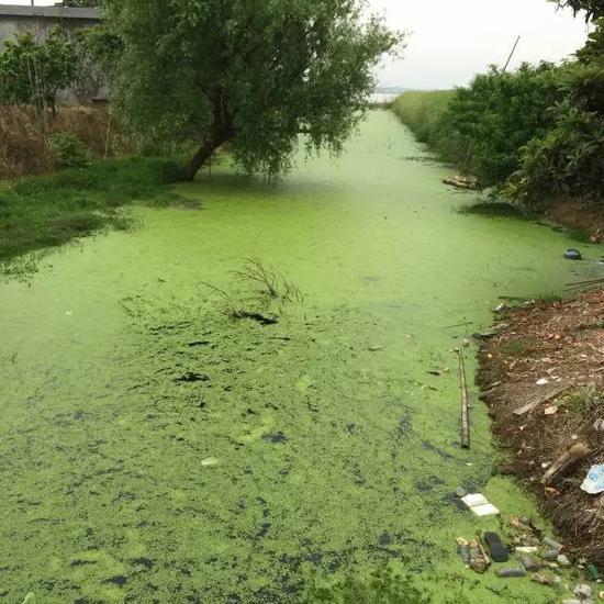 水污染現(xiàn)場(chǎng)，2015年7月 洞庭湖腹地湖南省安鄉(xiāng)縣安豐鄉(xiāng)出口洲社區(qū)房前屋后水網(wǎng)密布，但水污染嚴(yán)重水體發(fā)臭 新華社記者周楠攝