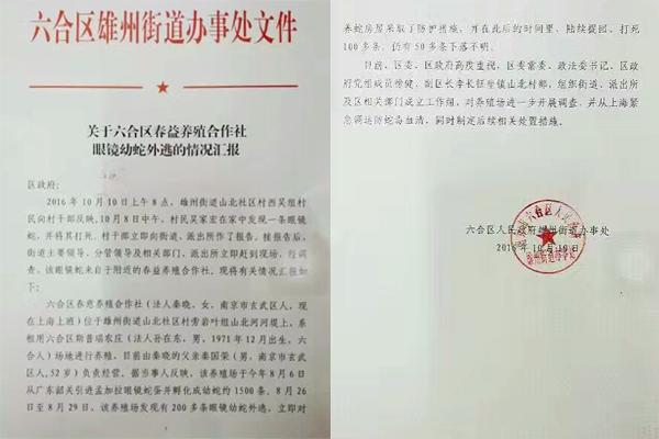 交匯點10月10日消息， 10日晚上，一則消息在南京人的朋友圈和微信群里瘋傳，網(wǎng)傳消息稱：六合雄州街道山北村一個農(nóng)莊私自養(yǎng)眼鏡蛇，幾天前突然跑出來了，估計二三百條。交匯點記者向六合區(qū)委宣傳部相關(guān)人士求證，證實了此事確實發(fā)生。