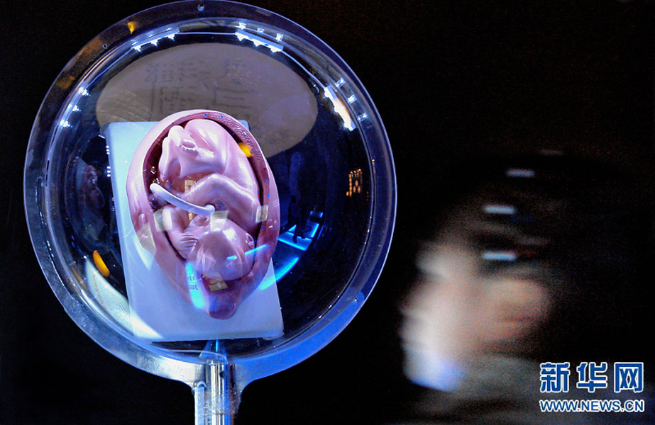 一名小學(xué)生在鄭州科技館內(nèi)參觀介紹遺傳、生育等知識的“奇幻生命之旅”展覽（2007年2月18日攝）。