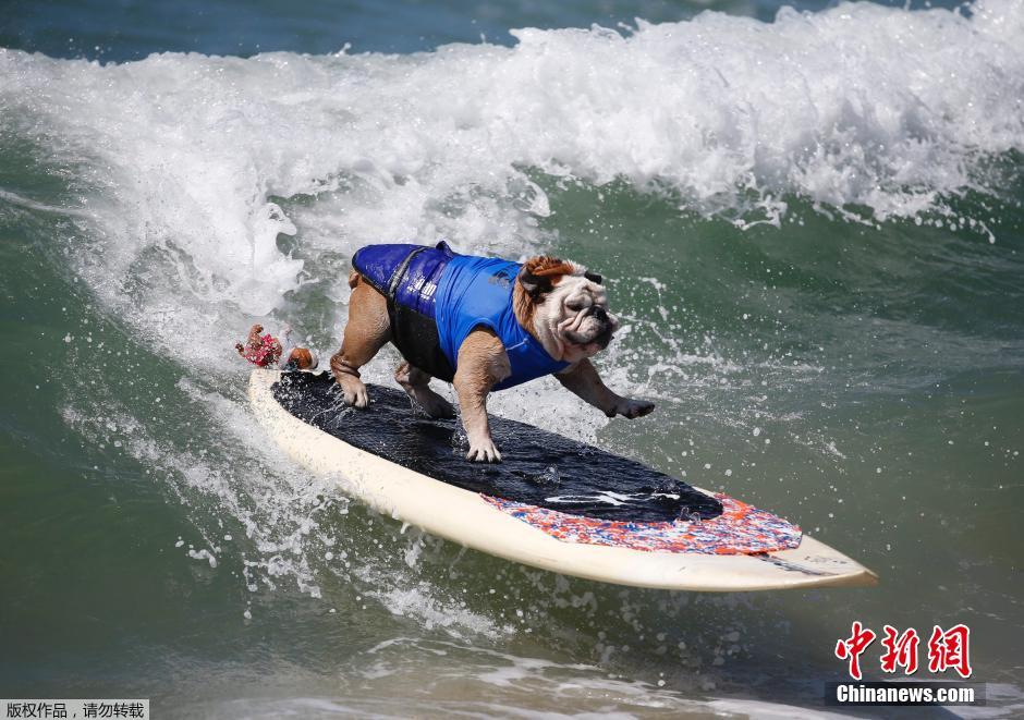 美國(guó)狗狗沖浪大賽 汪星人乘風(fēng)破浪帥氣十足 美國(guó)狗狗沖浪大賽 汪星人乘風(fēng)破浪帥氣十足