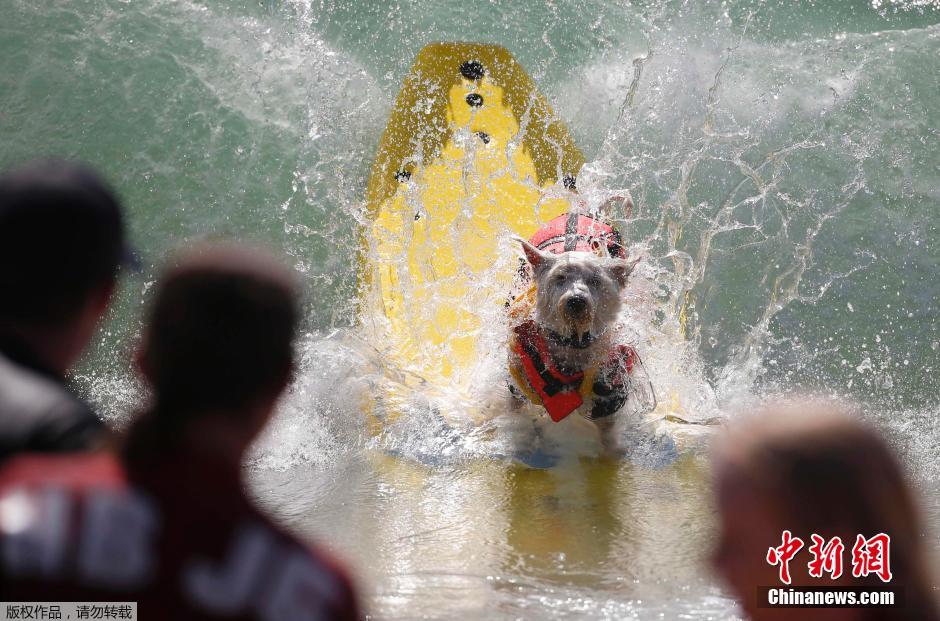 美國(guó)狗狗沖浪大賽 汪星人乘風(fēng)破浪帥氣十足 美國(guó)狗狗沖浪大賽 汪星人乘風(fēng)破浪帥氣十足