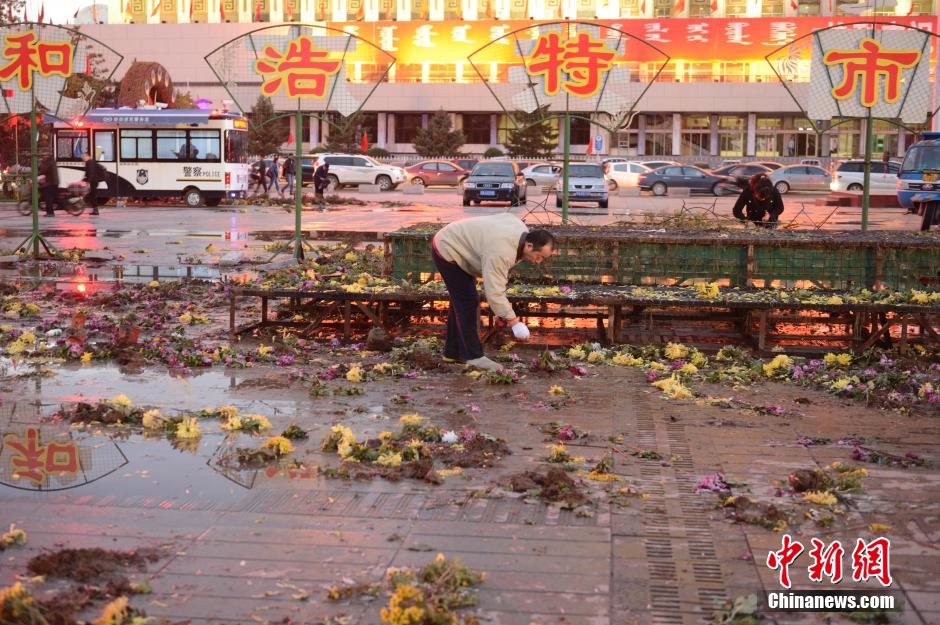 呼和浩特菊花展提前結(jié)束 數(shù)萬(wàn)盆菊花被搬空
