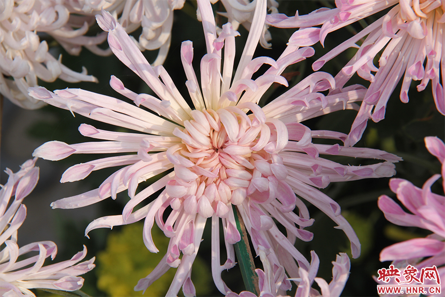 菊花綻放美麗。