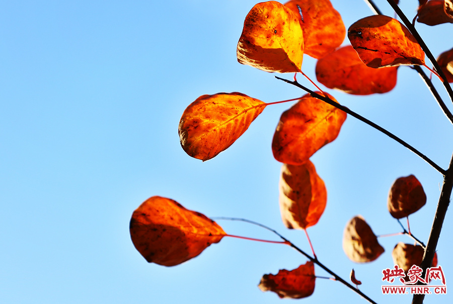 秋風(fēng)將山間的樹(shù)葉染紅