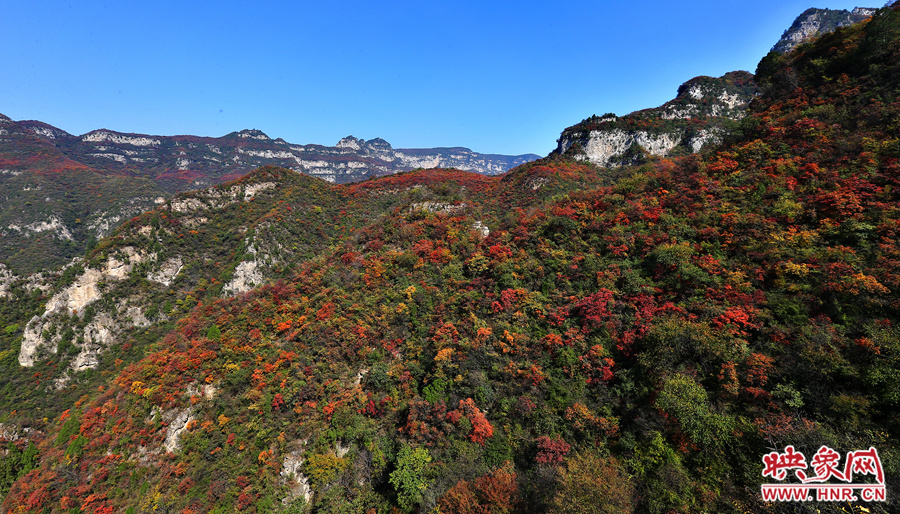 紅色，黃色，綠色的樹(shù)葉相互映襯