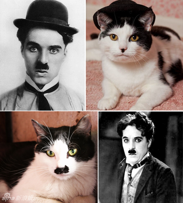 不小心就撞臉了！盤點(diǎn)動(dòng)物界的明星相