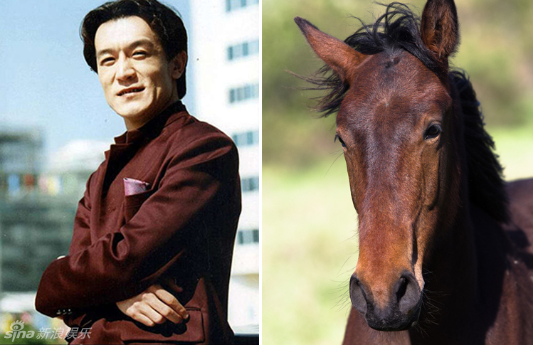 不小心就撞臉了！盤點(diǎn)動(dòng)物界的明星相