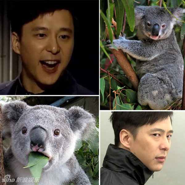 不小心就撞臉了！盤點(diǎn)動(dòng)物界的明星相