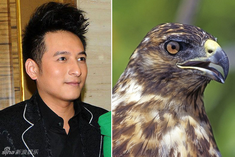 不小心就撞臉了！盤點(diǎn)動(dòng)物界的明星相